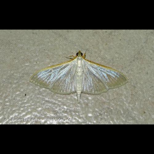 <i>Palpita vitrealis</i> (Rossi, 1794) © J. Piolain LPR Corse - MNHN, CdC, OFB