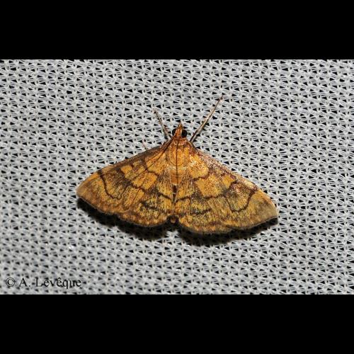 <i>Anania verbascalis</i> (Denis & Schiffermüller, 1775) © A. LEVEQUE