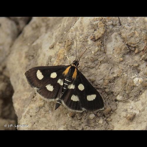 <i>Anania funebris</i> (Strøm, 1768) © J-P. Lamoline