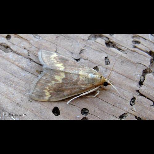 <i>Ostrinia nubilalis</i> (Hübner, 1796) © F. Michalke