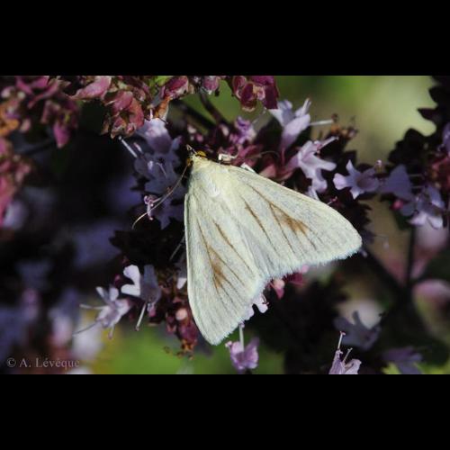 <i>Sitochroa palealis</i> (Denis & Schiffermüller, 1775) &copy; A. LEVEQUE