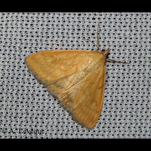<i>Sitochroa verticalis</i> (Linnaeus, 1758) © A. LEVEQUE