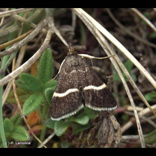 <i>Pyrausta cingulata</i> (Linnaeus, 1758) © J-P. Lamoline