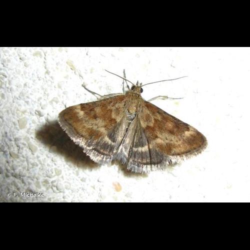 <i>Pyrausta despicata</i> (Scopoli, 1763) © F. Michalke