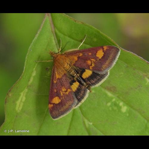 <i>Pyrausta aurata</i> (Scopoli, 1763) &copy; J-P. Lamoline