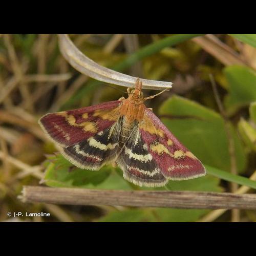 <i>Pyrausta ostrinalis</i> (Hübner, 1796) &copy; J-P. Lamoline