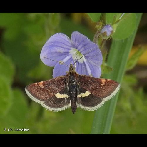 <i>Pyrausta obfuscata</i> (Scopoli, 1763) &copy; J-P. Lamoline