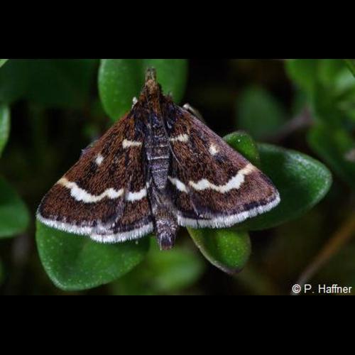 <i>Pyrausta nigrata</i> (Scopoli, 1763) © P. Haffner