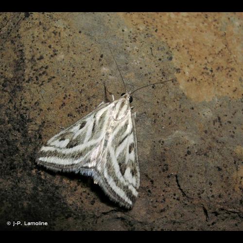 <i>Loxostege aeruginalis</i> (Hübner, 1796) &copy; J-P. Lamoline