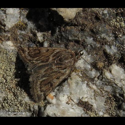 <i>Loxostege manualis</i> (Geyer, 1832) © J-P. Lamoline