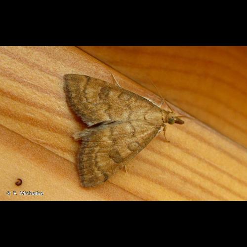 <i>Udea fulvalis</i> (Hübner, 1809) &copy; F. Michalke