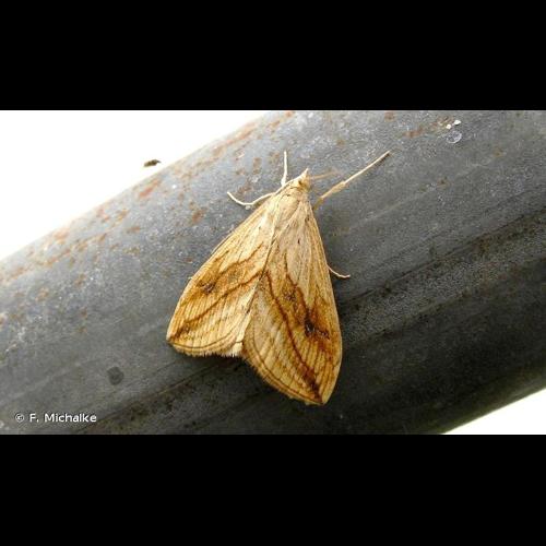 <i>Evergestis forficalis</i> (Linnaeus, 1758) © F. Michalke