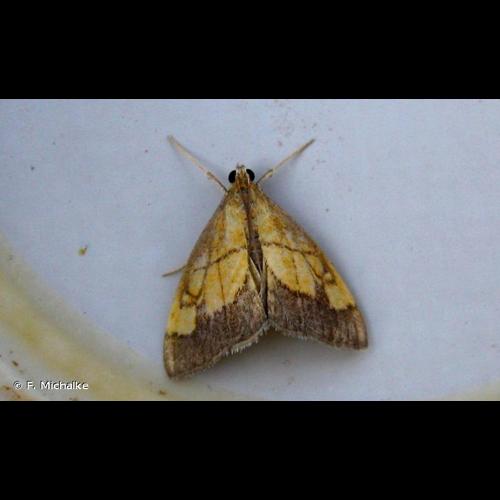 <i>Evergestis limbata</i> (Linnaeus, 1767) &copy; F. Michalke