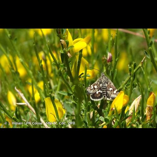<i>Eurrhypis guttulalis</i> (Herrich-Schäffer, 1848) &copy; J. Piolain LPR Corse - MNHN, CdC, OFB