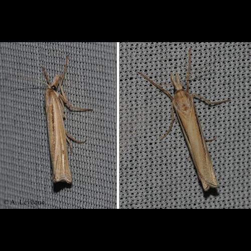 <i>Ancylolomia tentaculella</i> (Hübner, 1796) &copy; A. LEVEQUE