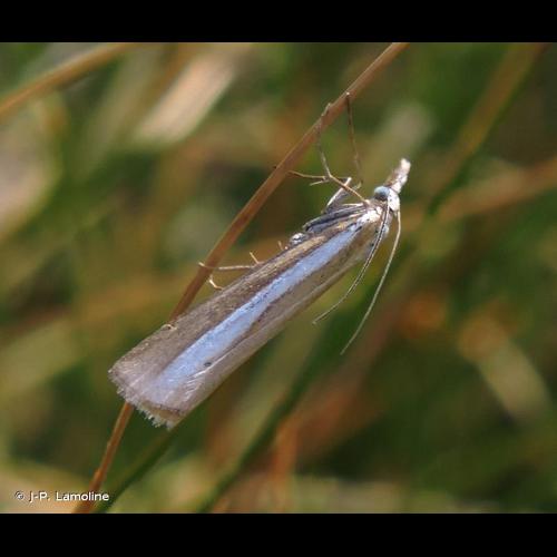 <i>Catoptria bolivari</i> (Agenjo, 1947) © J-P. Lamoline