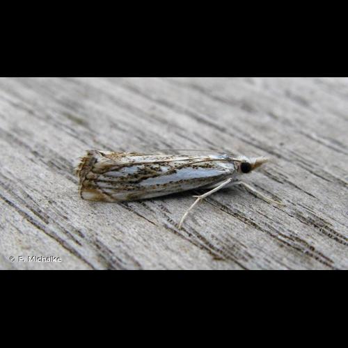 <i>Catoptria falsella</i> (Denis & Schiffermüller, 1775) © F. Michalke