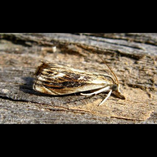 <i>Catoptria verellus</i> (Zincken, 1817) © F. Michalke