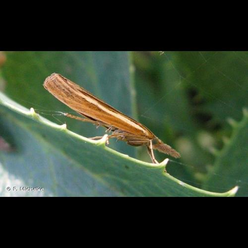 <i>Agriphila tristella</i> (Denis & Schiffermüller, 1775) © F. Michalke