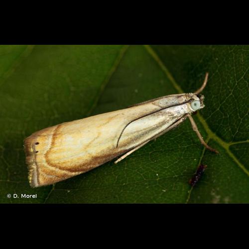 <i>Chrysoteuchia culmella</i> (Linnaeus, 1758) © D. Morel