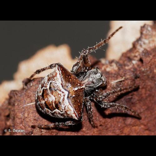 <i>Gibbaranea bituberculata</i> (Walckenaer, 1802) © S. Déjean