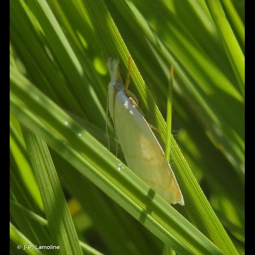 <i>Calamotropha aureliella</i> (Fischer von Röslerstamm, 1841) © J-P. Lamoline