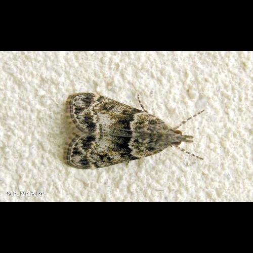 <i>Eudonia lacustrata</i> (Panzer, 1804) © F. Michalke