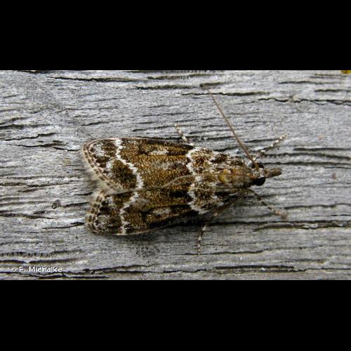 <i>Eudonia mercurella</i> (Linnaeus, 1758) © F. Michalke