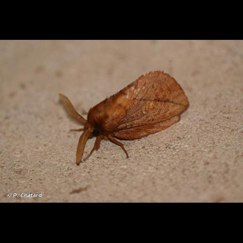 <i>Euthrix potatoria</i> (Linnaeus, 1758) &copy; P. Chatard
