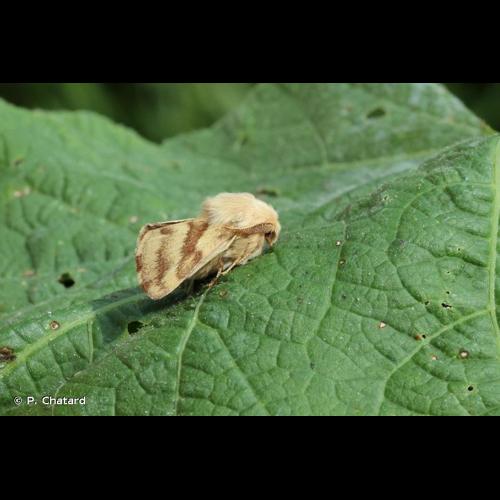 <i>Malacosoma castrense</i> (Linnaeus, 1758) © P. Chatard