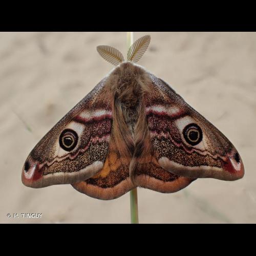 <i>Saturnia pavonia</i> (Linnaeus, 1758) © H. TINGUY