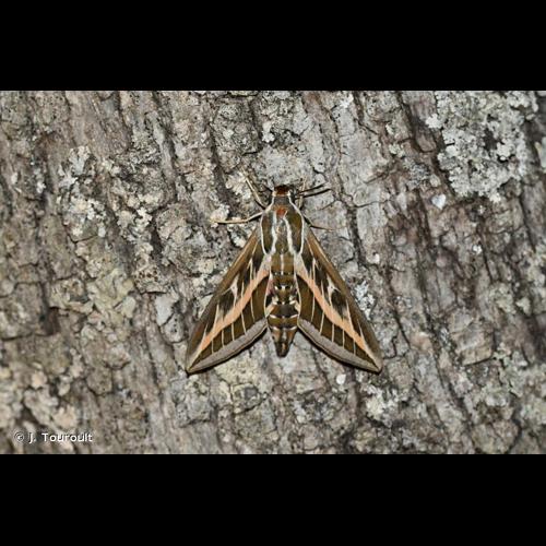 <i>Hyles livornica</i> (Esper, 1780) &copy; J. Touroult