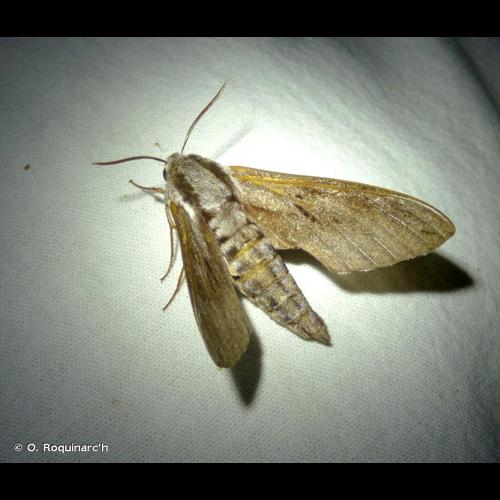 <i>Sphinx pinastri</i> Linnaeus, 1758 &copy; O. Roquinarc'h