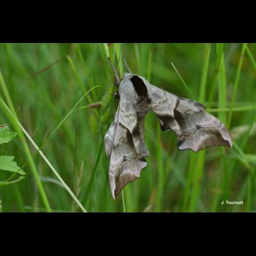 <i>Smerinthus ocellatus</i> (Linnaeus, 1758) &copy; J. Touroult