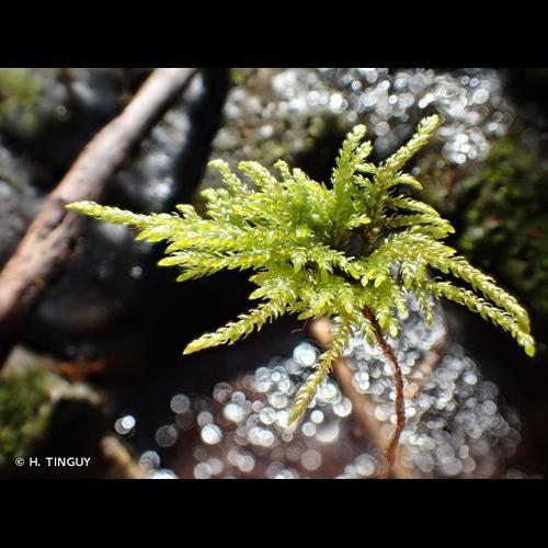 <i>Thamnobryum alopecurum</i> (Hedw.) Gangulee © H. TINGUY