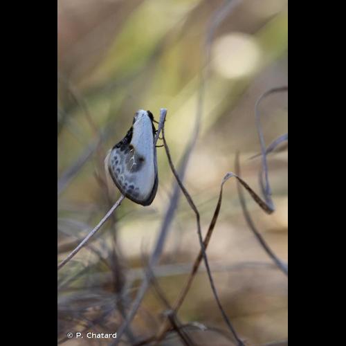 <i>Cilix glaucata</i> (Scopoli, 1763) &copy; P. Chatard