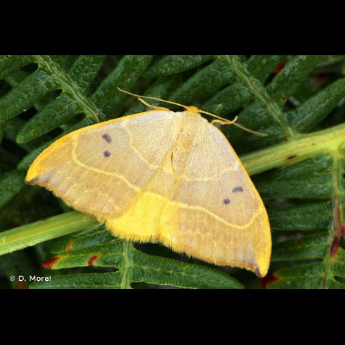 <i>Watsonalla binaria</i> (Hufnagel, 1767) © D. Morel