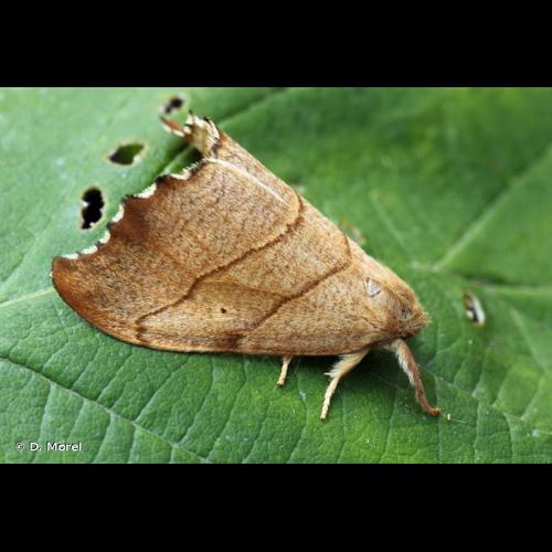 <i>Falcaria lacertinaria</i> (Linnaeus, 1758) &copy; D. Morel