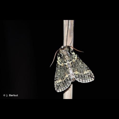 <i>Polyploca ridens</i> (Fabricius, 1787) © J. Barbut