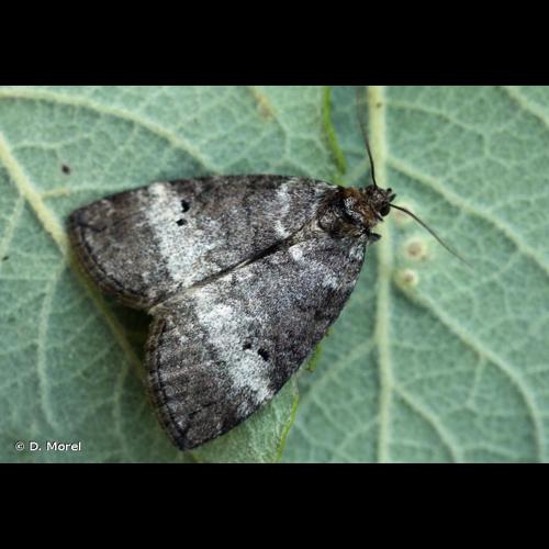 <i>Ochropacha duplaris</i> (Linnaeus, 1761) © D. Morel