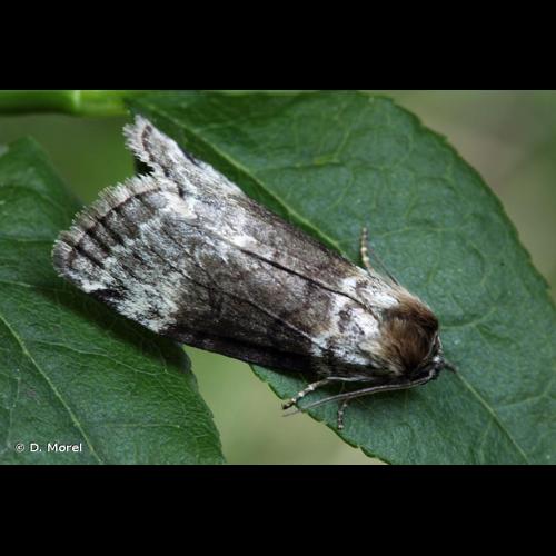 <i>Tetheella fluctuosa</i> (Hübner, 1803) © D. Morel