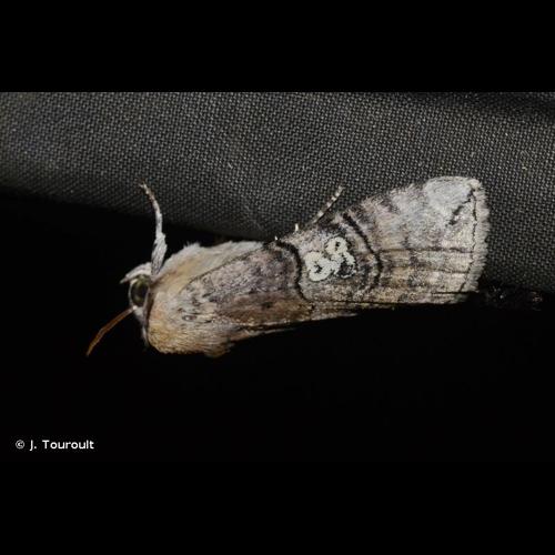 <i>Tethea ocularis</i> (Linnaeus, 1767) &copy; J. Touroult