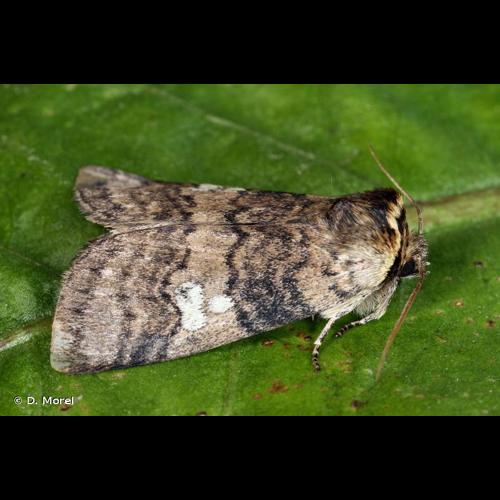 <i>Tethea or</i> (Denis & Schiffermüller, 1775) © D. Morel