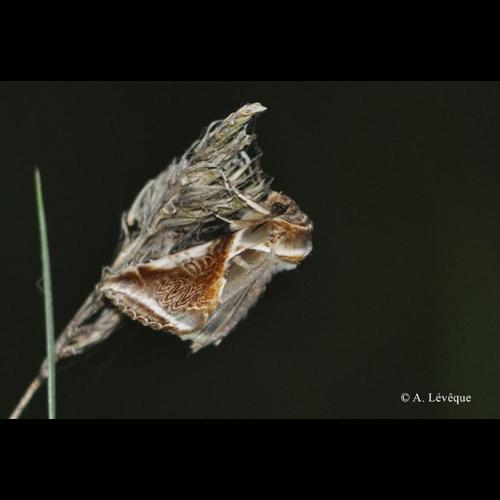 <i>Habrosyne pyritoides</i> (Hufnagel, 1766) © A. Lévêque