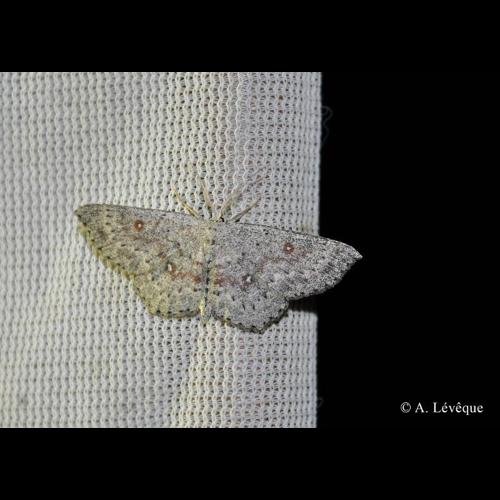 <i>Cyclophora pendularia</i> (Clerck, 1759) &copy; A. Lévêque