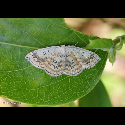 <i>Cyclophora annularia</i> (Fabricius, 1775) © P. Chatard