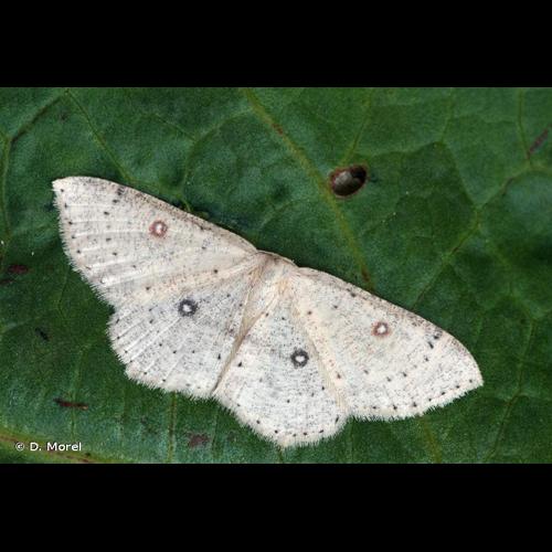 <i>Cyclophora albipunctata</i> (Hufnagel, 1767) &copy; D. Morel