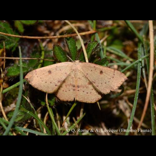 <i>Cyclophora puppillaria</i> (Hübner, 1799) © Q. ROME & A. LEVEQUE (Entomo Fauna)