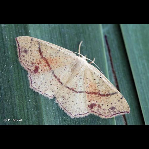 <i>Cyclophora punctaria</i> (Linnaeus, 1758) © D. Morel