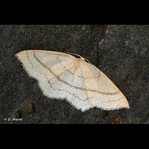 <i>Cyclophora linearia</i> (Hübner, 1799) © D. Morel